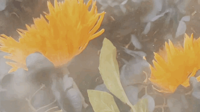 Yoroshiku Onegaishimasu. Please Look Favorably Upon Me: A Libra Full&nbsp;Moon